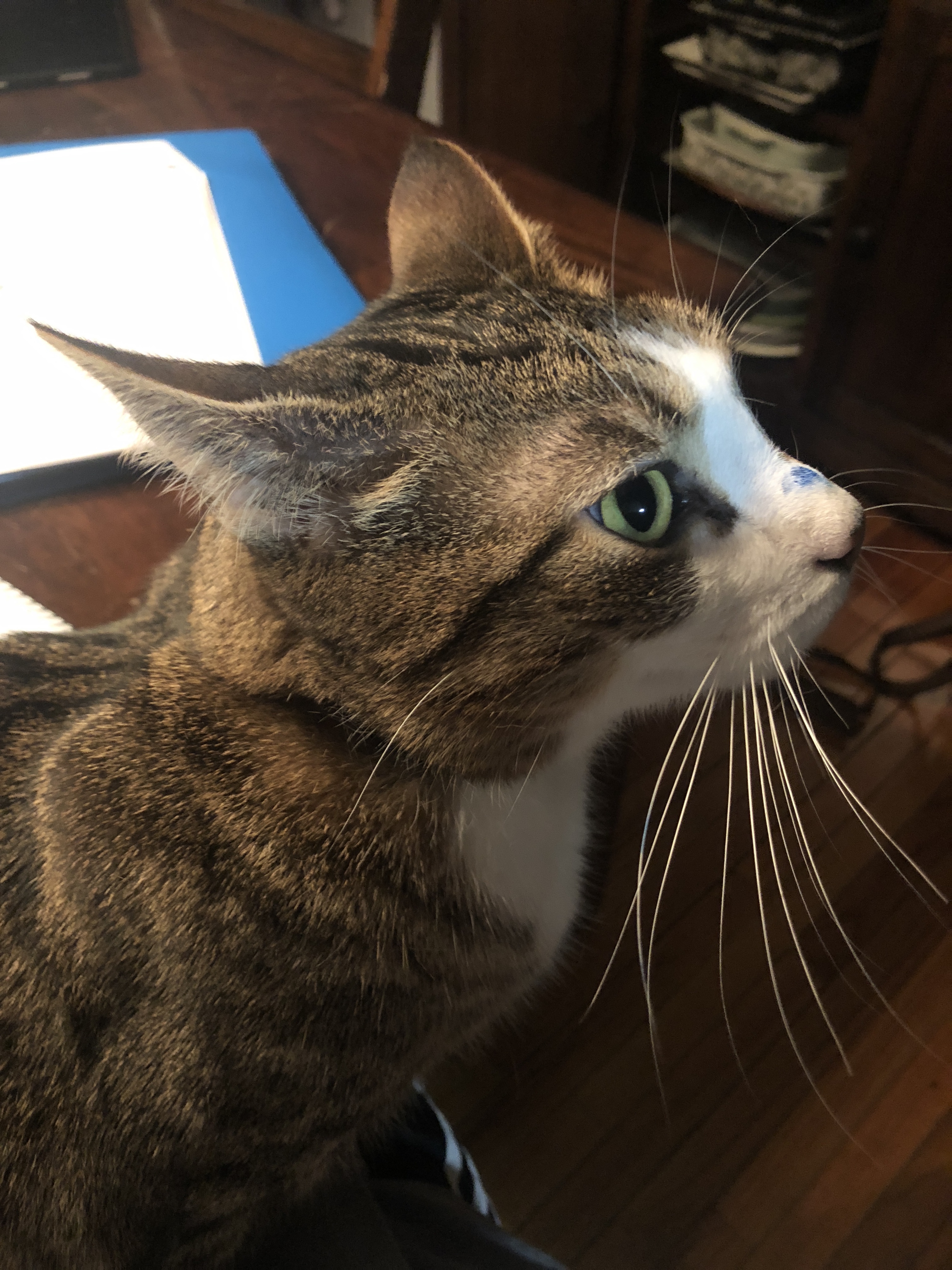 A cat with a blue dot on its nose