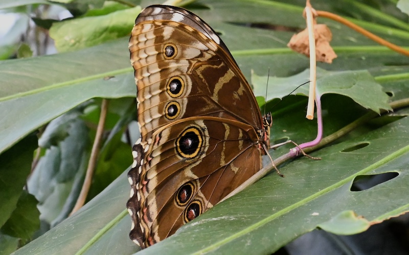 This photo is of a Blue Morpho butterfly on a leaf.