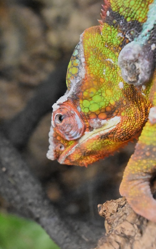 This photo is of a chameleon, it is up close and shows the animals large eye.